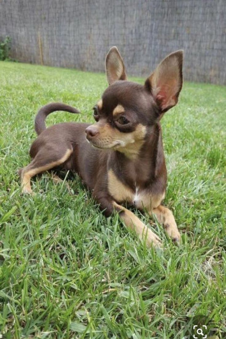 Canelo